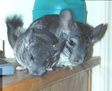 Chinchillas